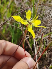 Moraea bituminosa, photograph (c) Vicente Lopes, some rights reserved (CC BY)