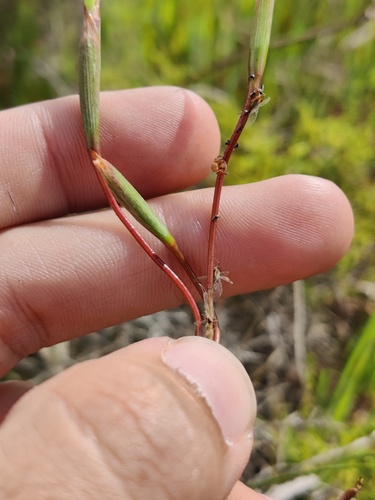 Moraea bituminosa, photograph 4