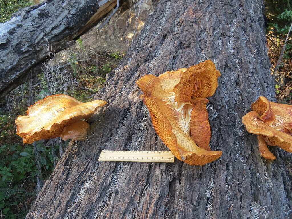 Gymnopilus ventricosus · November 2025 · photo: © garth_harwood (iNaturalist, cc-by)
