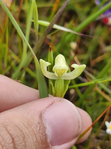 Granny's-bonnet (Disperis villosa)