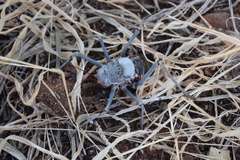 Acanthoplus discoidalis