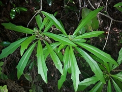 Brachyglottis kirkii