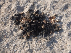 Nyctereutes procyonoides