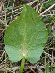 Sanicula maritima