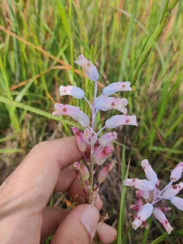 Banded Viooltjie (Lachenalia unifolia)