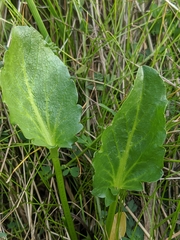 Sanicula maritima