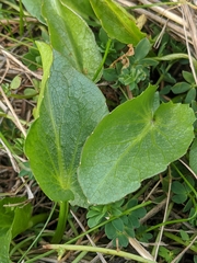 Sanicula maritima