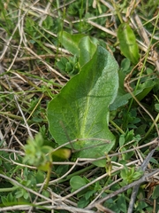Sanicula maritima