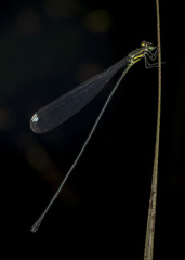 Mecistogaster modesta