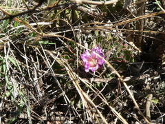 Echinofossulocactus lamellosus