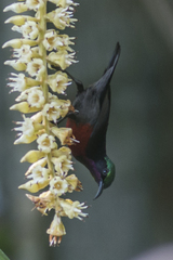 Leptocoma brasiliana