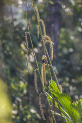 Leptocoma brasiliana