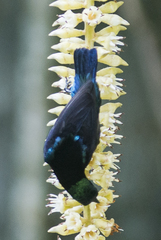 Leptocoma brasiliana