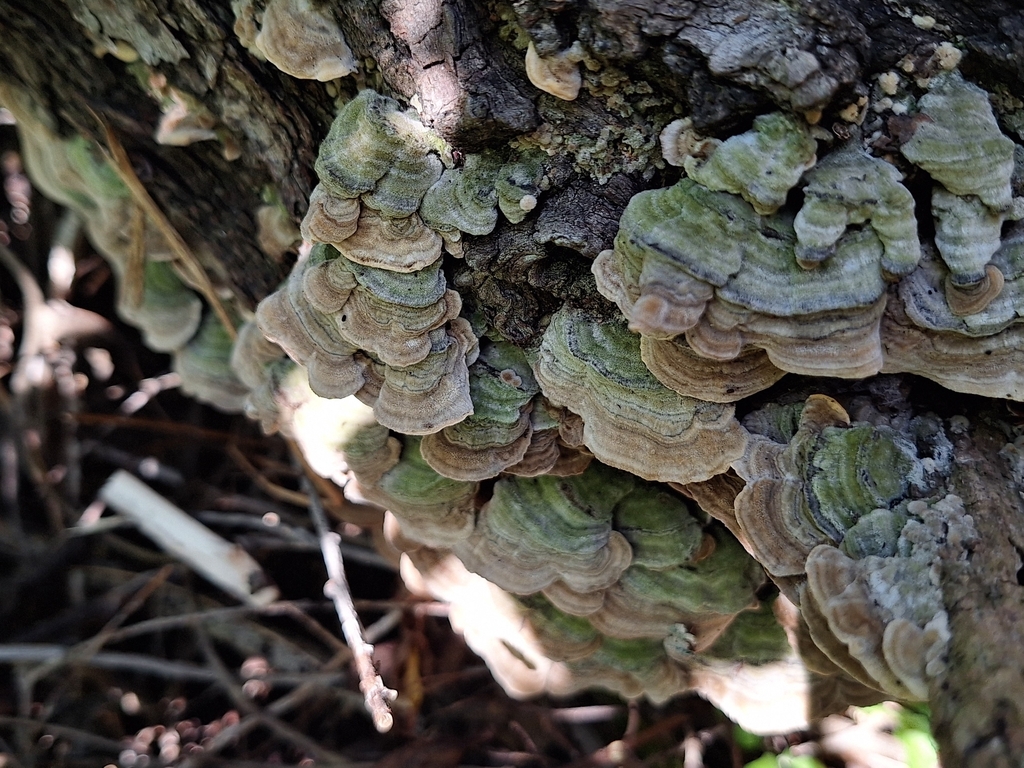 Cerrena unicolor · December 2025 · photo: © rocio_pose (iNaturalist, cc-by)