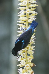 Leptocoma brasiliana