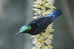 Leptocoma brasiliana