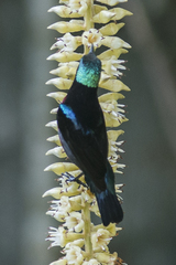 Leptocoma brasiliana