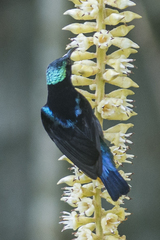 Leptocoma brasiliana