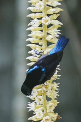 Leptocoma brasiliana