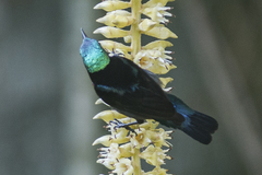 Leptocoma brasiliana