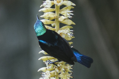 Leptocoma brasiliana