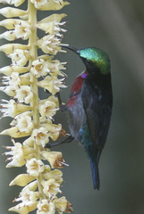 Leptocoma brasiliana