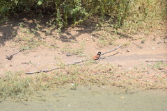 Eremopterix leucotis