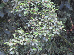 Ficus colubrinae
