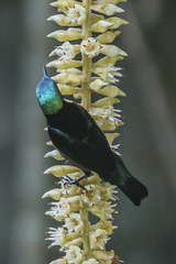 Leptocoma brasiliana