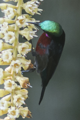 Leptocoma brasiliana