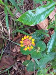 Lantana