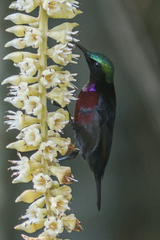 Leptocoma brasiliana
