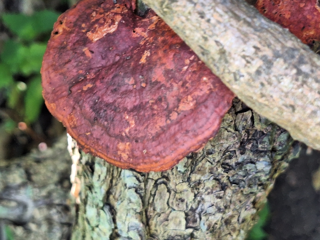 Trametes sanguinea · December 2025 · photo: © rocio_pose (iNaturalist, cc-by)