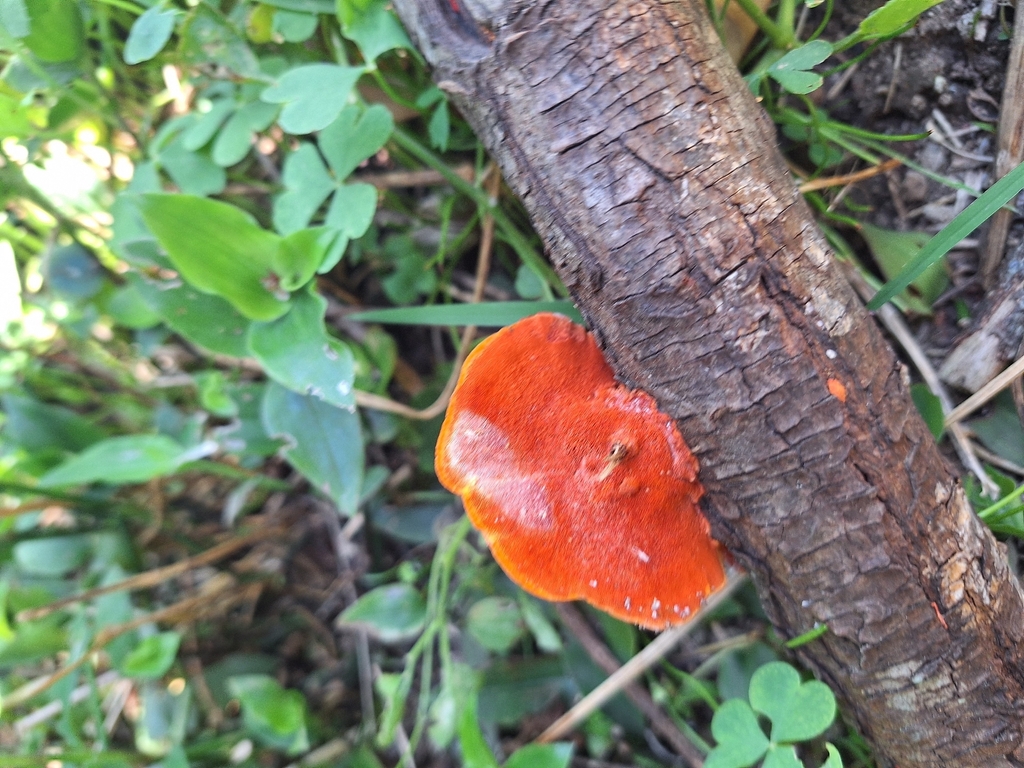 Trametes sanguinea · December 2025 · photo: © rocio_pose (iNaturalist, cc-by)