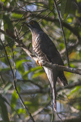 Hierococcyx sparverioides