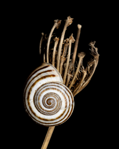 Iberus splendidus