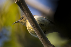 Leptocoma brasiliana