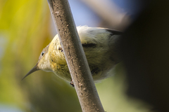 Leptocoma brasiliana