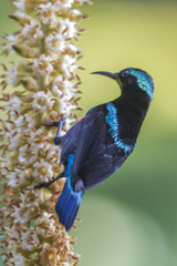 Leptocoma brasiliana