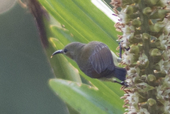 Leptocoma brasiliana