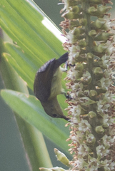Leptocoma brasiliana