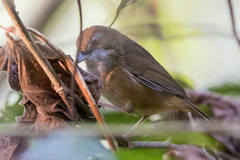 Malacocincla abbotti