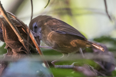 Malacocincla abbotti