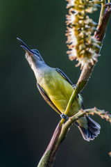 Arachnothera longirostra