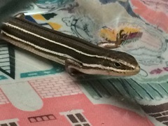 Aspronema dorsivittatum