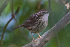 Pellorneum ruficeps