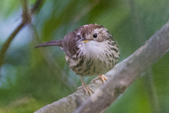 Pellorneum ruficeps
