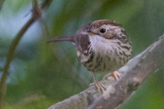Pellorneum ruficeps