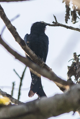 Surniculus dicruroides