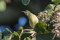 Leptocoma brasiliana